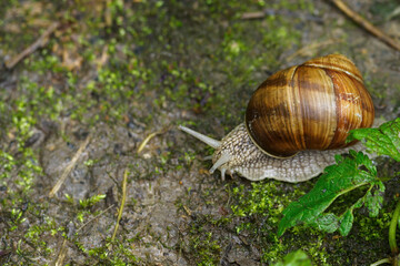 A snail with a shell crawling outside. 