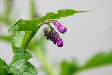Obraz premium Purple blossoms of bone with drops of water after rain on the stem of a plant with green leaves. 