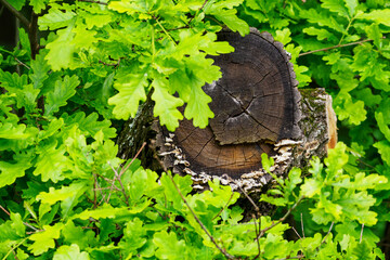snail, s, shell, crawling, outdoors, animal, slime, shape, kind, color, shell 