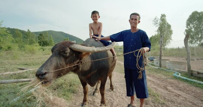 A father in traditional farmer clothes and a son who sitting on a buffalo's back joyfully. They are Asian farmer family smiling , feeding and caring for buffalo on a foothill in a countryside.	