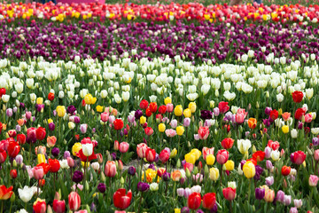 Beautiful and colorful flowers in spring with tulips in The Netherlands