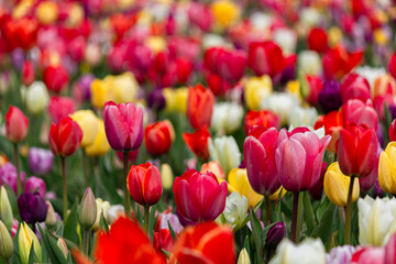 Beautiful and colorful flowers in spring with tulips in The Netherlands
