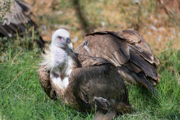 Griffon vulture (Gyps fulvus) bird