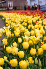 Beautiful and colorful flowers in spring with tulips in The Netherlands