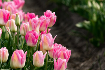 Beautiful and colorful flowers in spring with tulips in The Netherlands