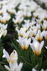Fototapeta premium Beautiful and colorful flowers in spring with tulips in The Netherlands