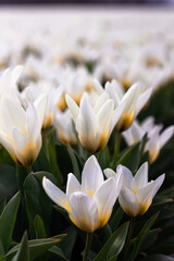 Fototapeta premium Beautiful and colorful flowers in spring with tulips in The Netherlands