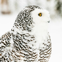 polar owl in the snow large