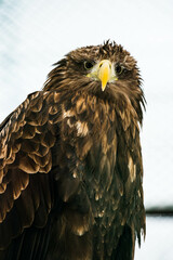 large white - tailed eagle