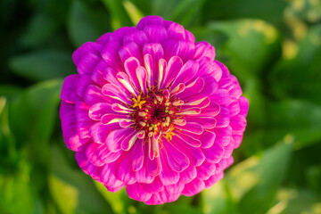 Blooming bright pink zinnia in the garden.