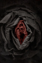 Wilted rose on dirty glass surface. Black and red rosebud. Night photo flora. Evil flower image....