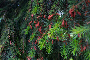 christmas tree branches with cones