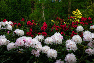 Beautiful and colorful flowers in lush green garden with contrasted colors