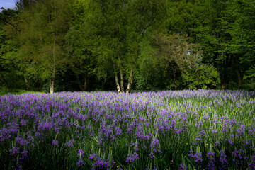 Naklejka premium Beautiful and colorful flowers in lush green garden with contrasted colors