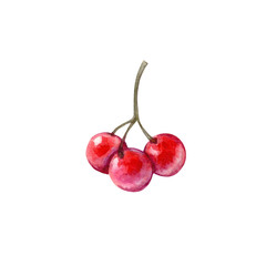 Watercolor illustration of red rowan berries isolated on white background.