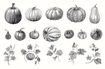 Pumpkin. Set. Botanical vintage illustration. Black and white