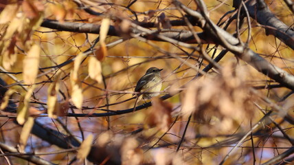 羽毛をふっくらさせたジョウビタキの写真