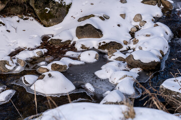 mushrooms in the snow