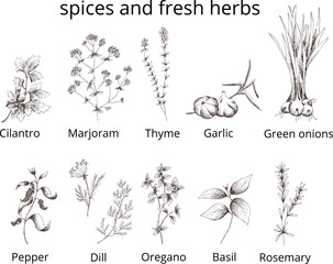 Vector vintage set spices and herbs isolated.Cilantro,marjoram,thyme, garlic,green onions,pepper,dill,oregano,basil,rosemary.Template eps print for label,packaging.Outline on transparent background