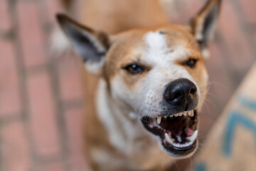 close up of a dog infected with rabies aggressively barking at people