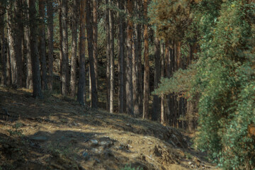 Fototapeta premium Summer day in nature with greenery, fresh air, in Tuhovishta, Bulgaria