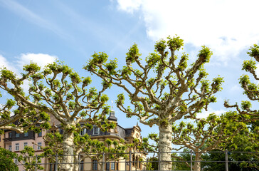 Fototapete bei efototapeten.de bestellen   