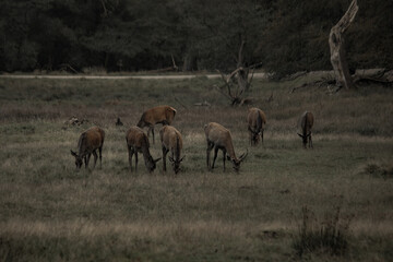 Wild nature with deer and reindeer in natural park in Dyrehaven, Copenhagen, Denmark