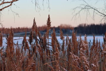 reeds at sunset