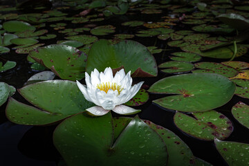 Castle estate during summer day in Egeskov Slot, Denmark