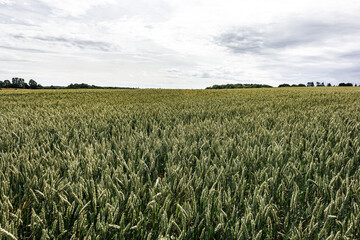 Wide wheat field with sky in summer in Denmark