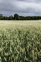 Wide wheat field with sky in summer in Denmark