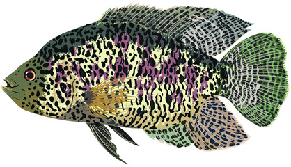 drawing jaguar cichlid, art.illustration, exotic fish, vector