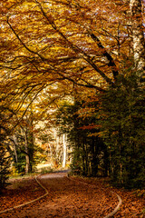 Handicapped-accessible forest track in autumn forest