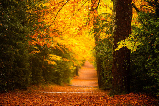 Forest track with vivid colors of the forest in autumn