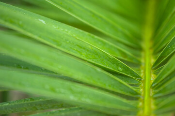 Fototapeta na wymiar tropical rain drops on a palm branch