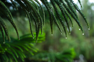 tropical rain drops on a branch