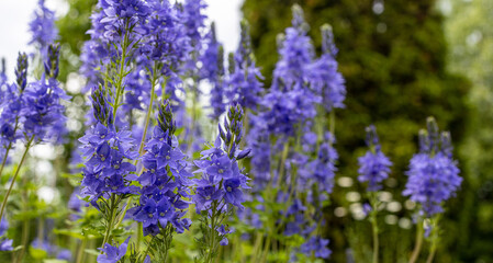 Obraz premium lavender field in region