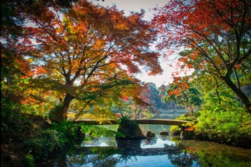 Foliage trees in autumn with a bridge