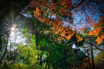 Foliage trees in autumn