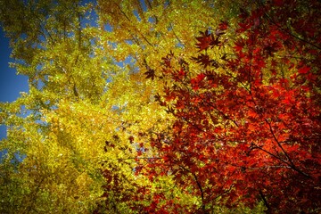 Foliage trees in autumn colorful red and yellow