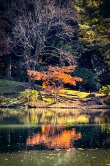 Foliage trees in autumn