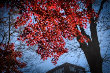 Foliage trees in autumn