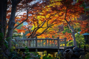Foliage trees in autumn