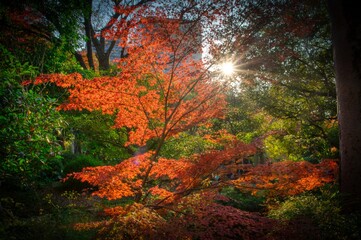 Foliage trees in autumn