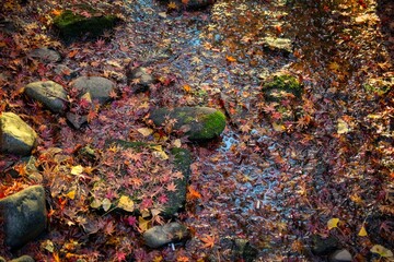 Foliage trees in autumn