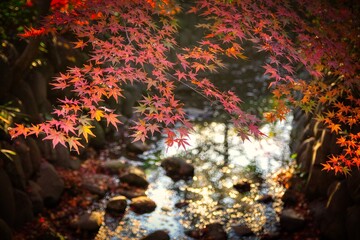 Foliage trees in autumn