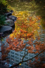 Foliage trees in autumn