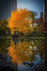 Foliage trees in autumn