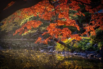 Foliage trees in autumn