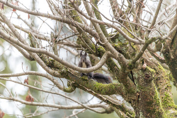 squirrel on a tree